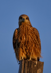 black Eagle