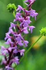 Fototapeta premium Wilde Orchidee
