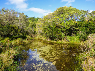 Source of Rio Vermelho (Red river), clean, transparent waters reflecting the sky - Florianopolis, Brazil