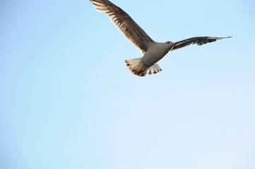 The sea bird flying over architectures and Grand Canal in Venice, Italy