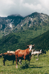Fototapeta na wymiar angry bull looking at camera at green mountain landscape