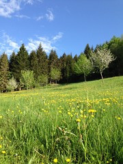 Alpen Wiese Mountain Meadow