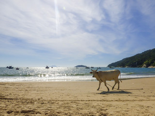 Fototapeta na wymiar A cow at Ingleses beach - Florianopolis, Brazil