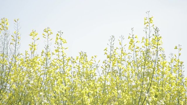 primavera amarilla