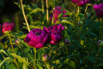 Pretty Pink Peonies at the Legislature