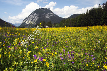 bunte Blumenwiese in den Alpen in Leutasch