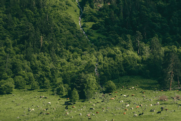 Fototapeta na wymiar green pine hill landscape with river creek and cows herd