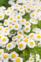 The former with yellow flowers on the street bed
