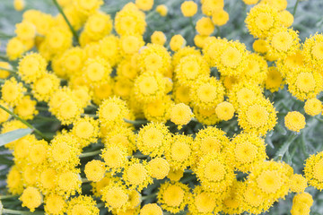 Yellow beautiful small flowers on the background of their grass stems