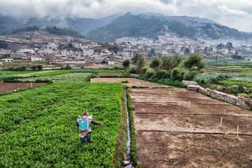 Fototapeta na wymiar The Vegetable Fields of Almolonga, Guatemala