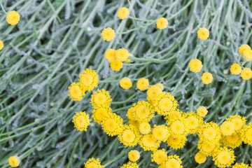 Yellow beautiful small flowers on the background of their grass stems