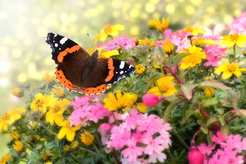 Schmetterling 533 © K.-U. Häßler