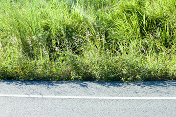 Roadside to the white line with a thick grassy side.