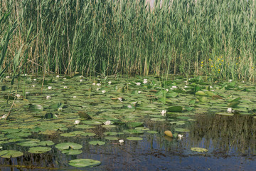 Glade of white water lilies on the Danube River