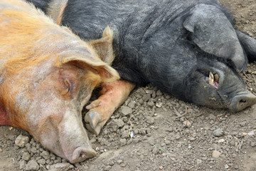 Tamworth and Essex Saddleback pigs