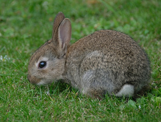 Young wild Rabbit feediong on grass.