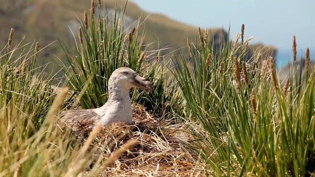 Nesting Albatross shot on South Geogia Island