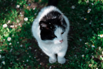Cat © Julian