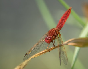 Rote Libelle 