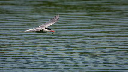 Arctic tern in flight with fish