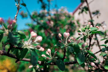 Flowers in the garden