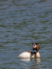 Great crested grebe