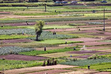 The Vegetable Fields of Almolonga, Guatemala