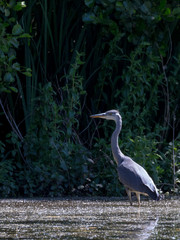 Grey Heron in habitat