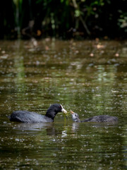 Mother and chicks. Eurasian coot, waterfowl