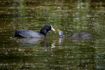 Mother and chicks. Eurasian coot, waterfowl