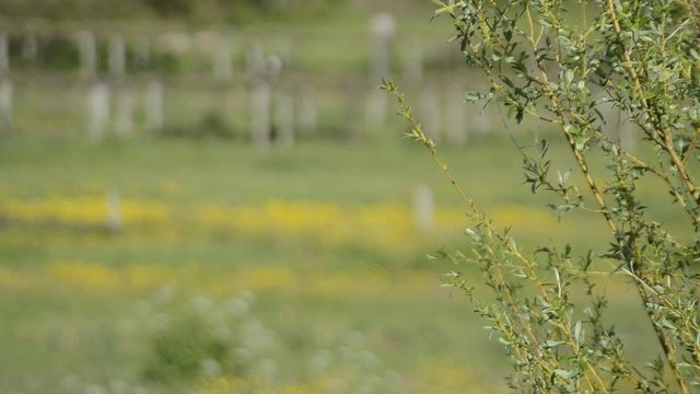 campos de amarillo