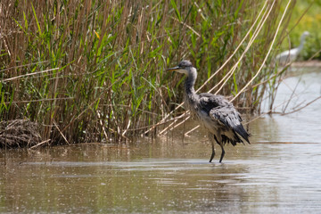 Grey Heron in habitat