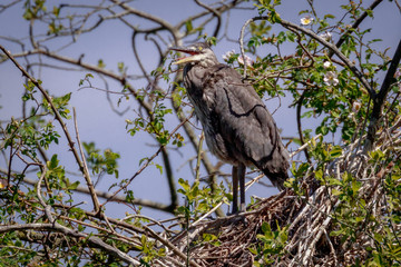Grey Heron in habitat