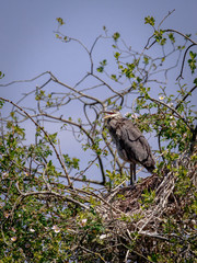 Grey Heron in habitat
