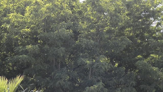 bronquios naturales
