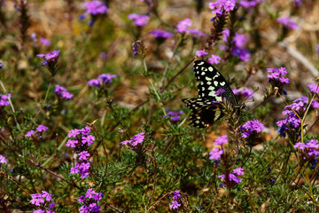 Black and white Butterfly sitting on purple flowers