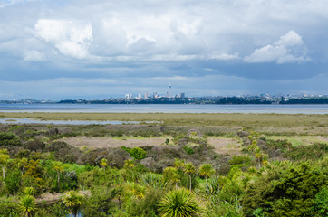 Auckland city view from the Waitemata salt marsh,New Zealand.