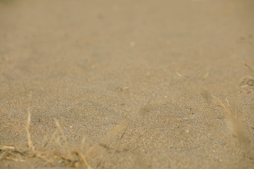 Sand and dry grass. The texture of the earth with dry grass and small rare bundles of dry plants.v