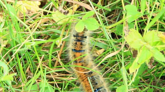 Macrothylacia rubi caterpillar with brown ribbons in green grass. Insect hiding in grass