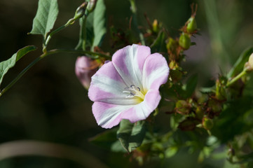 Fototapeta premium Ackerwinde