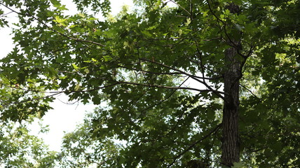 Obraz premium Green Branches