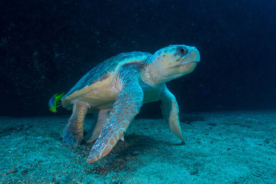 Large Loggerhead turtle gets cleaned of parasites by fish, Isla Mujeres, Quintana Roo, Mexico