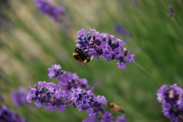 bee