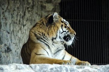 Siberian Tiger in a Zoo. Staring at visitors