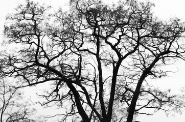 Branches of bare tree in winter