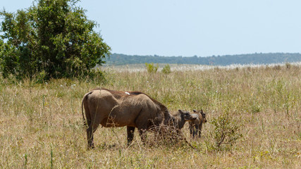 Obraz premium Warthog with her family grazing