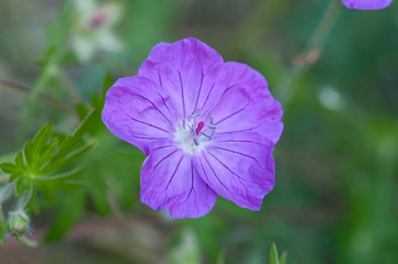 Wiesenstorchenschnabel