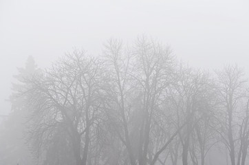 Obraz na płótnie Canvas Branches on a foggy winter day