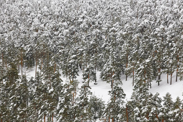 Winter mountain pinewood forest snowy landscape. Navacerrada, Spain