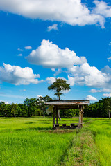 The beautiful green rice paddy fields and trees. On the bright sky